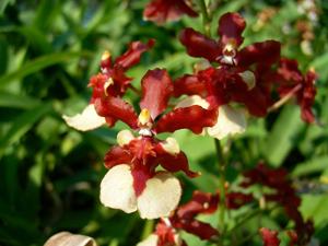 Oncidium Yuan Nan Fragrant