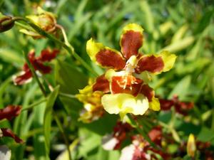 Oncidium Yuan Nan Fragrant