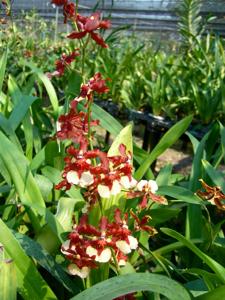 Oncidium Yuan Nan Fragrant