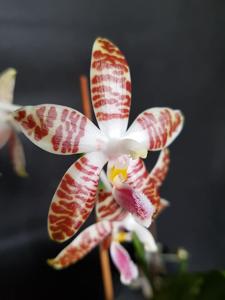 Phalaenopsis Ambotrana