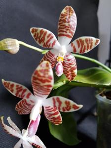 Phalaenopsis Ambotrana