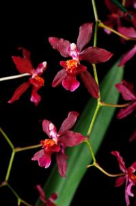 Cyrtocidium Udo Goldmann