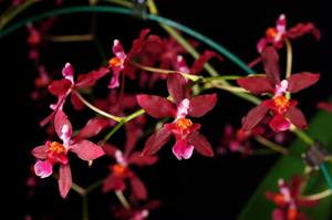 Cyrtocidium Udo Goldmann