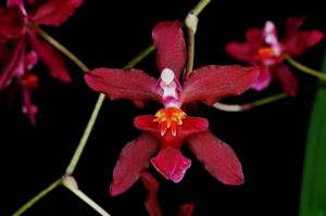 Cyrtocidium Udo Goldmann