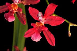 Cyrtocidium Udo Goldmann
