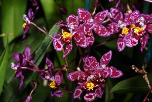Cyrtocidium Kolibri
