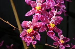 Cyrtocidium Kolibri