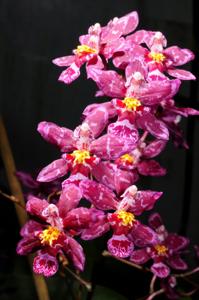 Cyrtocidium Kolibri