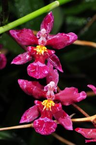 Cyrtocidium Kolibri