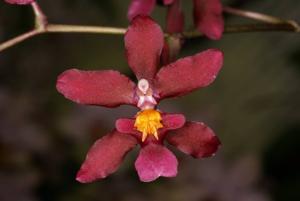 Cyrtocidium Intermezzo