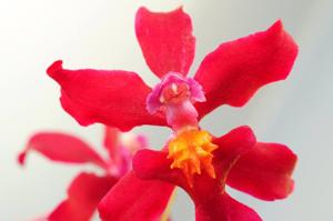 Cyrtocidium Intermezzo