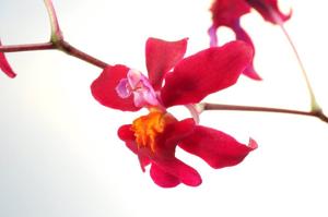 Cyrtocidium Intermezzo