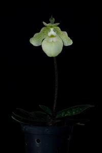 Paphiopedilum Debora