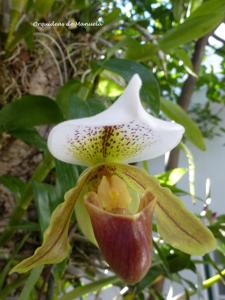 Paphiopedilum Leeanum