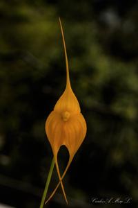 Masdevallia Golden Monarch