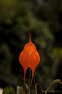 Masdevallia Highland Monarch