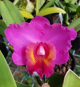 Rhyncholaeliocattleya Dendi's Storm