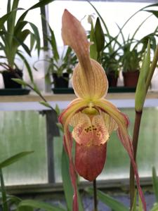 Phragmipedium Mourier Point