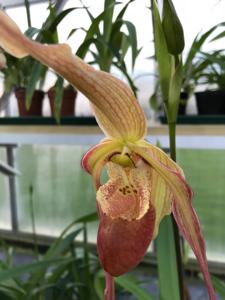 Phragmipedium Mourier Point