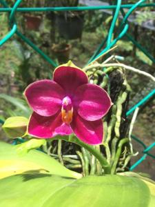 Phalaenopsis Mel's Purple Ruby