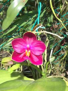 Phalaenopsis Mel's Purple Ruby