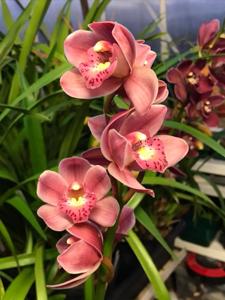 Cymbidium Embers