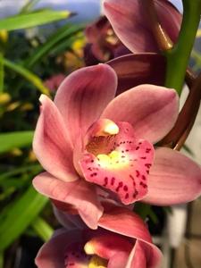 Cymbidium Embers