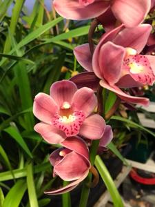 Cymbidium Embers