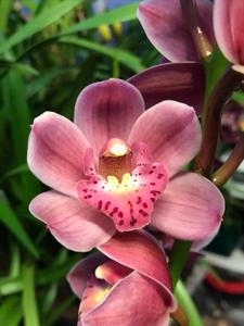 Cymbidium Embers