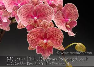 Phalaenopsis JC Stars Shining