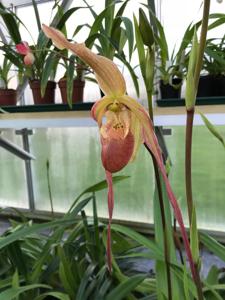 Phragmipedium Mourier Point