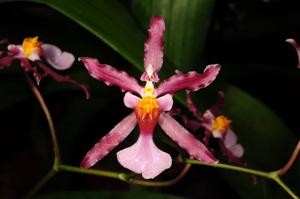 Oncidium Katrin Zoch