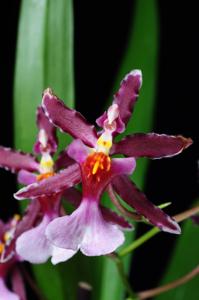 Oncidium Katrin Zoch