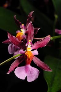 Oncidium Katrin Zoch