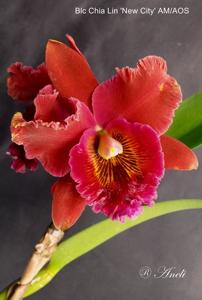 Rhyncholaeliocattleya Chia Lin