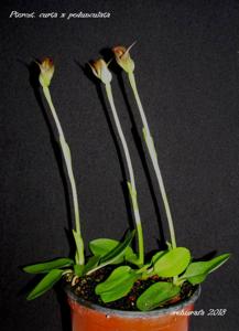Pterostylis Dusky Duke