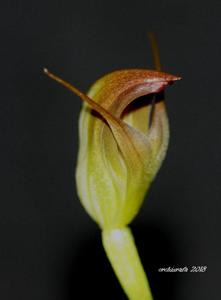 Pterostylis Dusky Duke