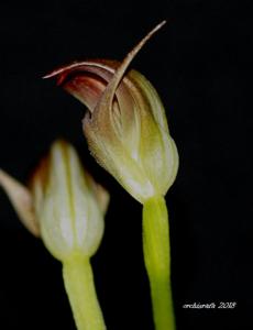 Pterostylis Dusky Duke