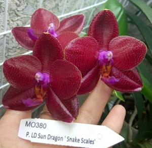 Phalaenopsis LD Sun Dragon