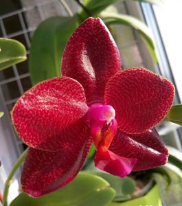 Phalaenopsis LD Sun Dragon