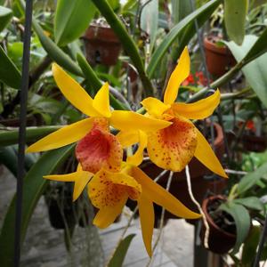 Brassocatanthe Theresa Ann