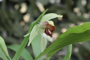 Coelogyne Neroli Cannon