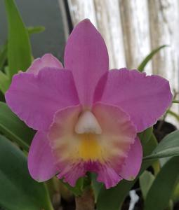 Cattleya Lana Coryell