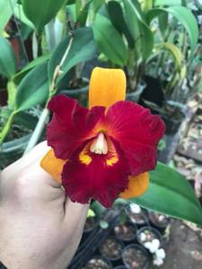 Rhyncholaeliocattleya Tzeng-Wen Beauty