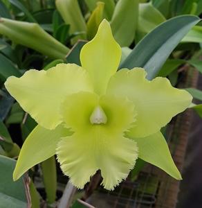 Rhyncholaeliocattleya Ports of Paradise