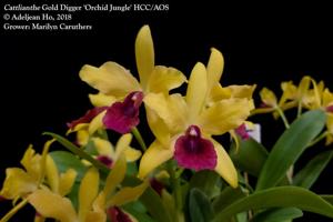 Cattlianthe Gold Digger