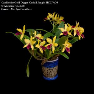 Cattlianthe Gold Digger