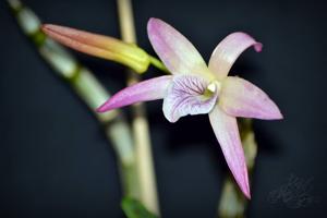 Dendrobium Nikkou