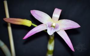 Dendrobium Nikkou