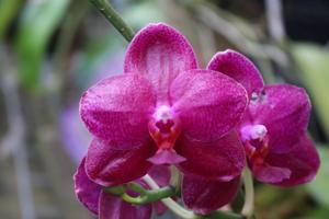 Phalaenopsis Sogo Grape